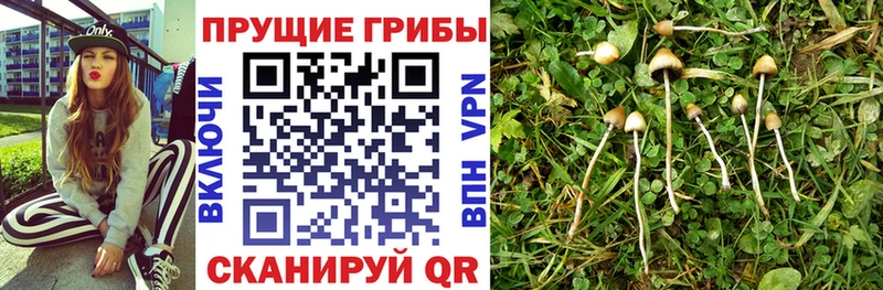 Псилоцибиновые грибы GOLDEN TEACHER Ленинск